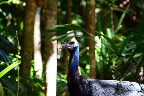 cassowary-daintree-rainforest